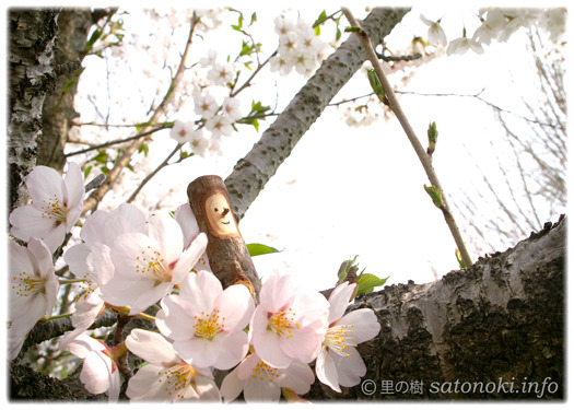桜のベッド